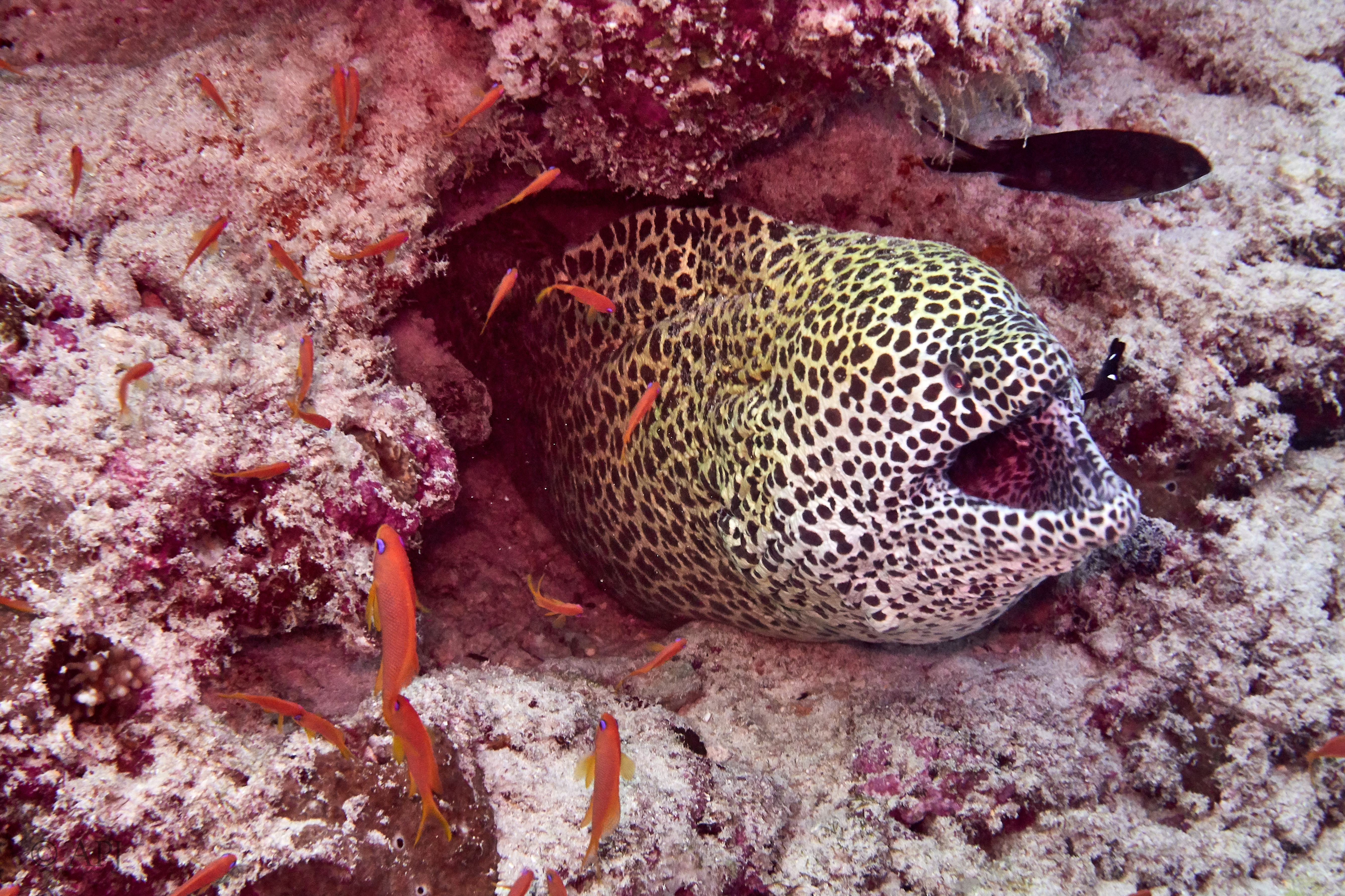 000022 13 08 17  Canon PowerShot G7 X Mark II   Malediven2017